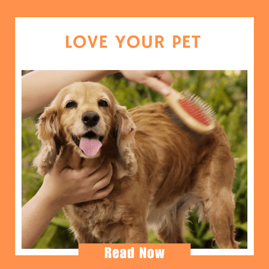 Click here to read our article on how to Love your pet