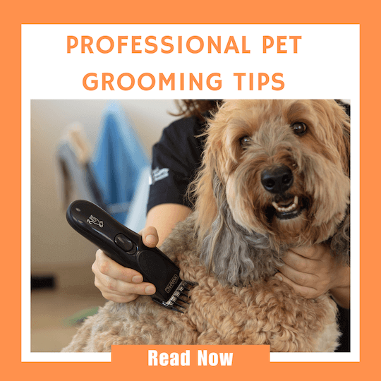 Click here to learn our best Professional Pet Grooming Tips