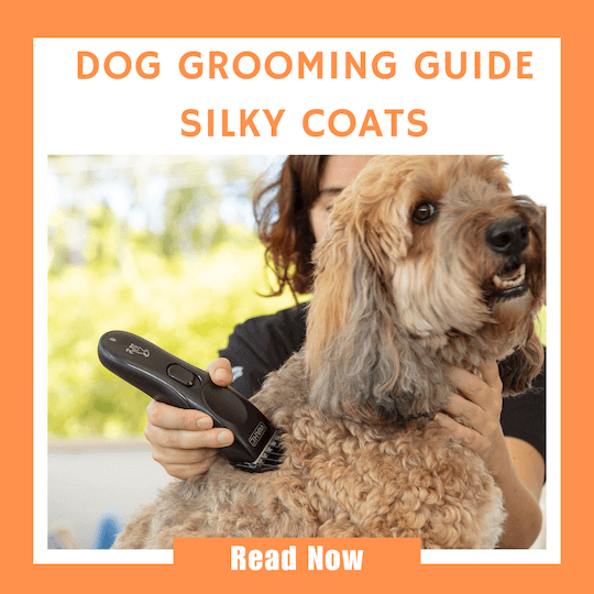 Click here to read our Dog Grooming Guide for pets with silky coats