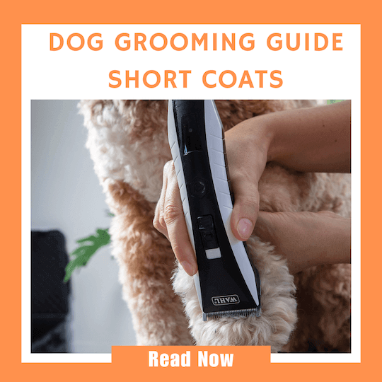 Click here to read our Dog Grooming Guide for pets with short coats